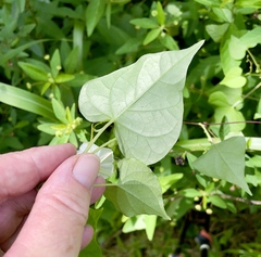 Ipomoea obscura