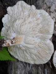 Lentinus tigrinus