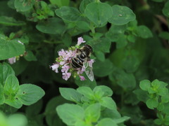 Eristalis dimidiata