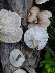 Lentinus tigrinus