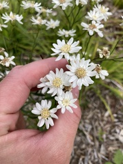 Solidago ptarmicoides