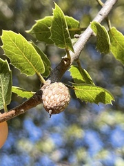 Quercus wislizeni