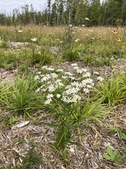 Solidago ptarmicoides