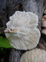 Lentinus tigrinus