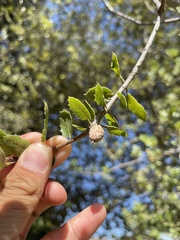 Quercus wislizeni