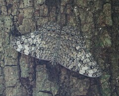 Hamadryas