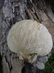 Lentinus tigrinus