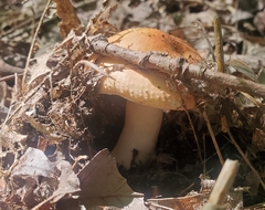 Russula decolorans