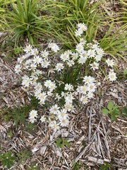 Solidago ptarmicoides