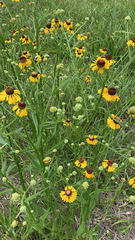 Helenium