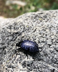 Cypherotylus californicus