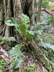 Anthurium schlechtendalii