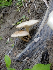 Lentinus tigrinus