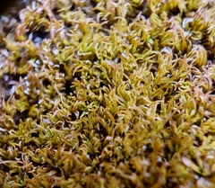Trichostomum brachydontium