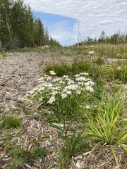 Solidago ptarmicoides