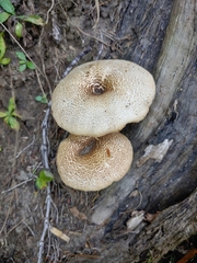 Lentinus tigrinus