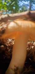 Russula decolorans