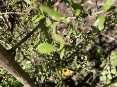 Ileostylus micranthus