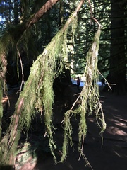 Pseudisothecium stoloniferum