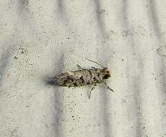Tineinae