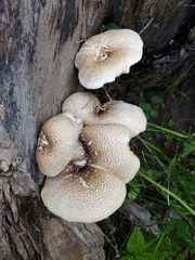 Lentinus tigrinus