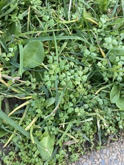 Hydrocotyle tripartita