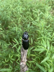 Odontotaenius disjunctus