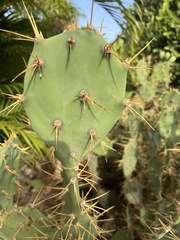 Opuntia stricta