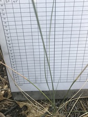 Festuca californica