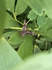 Autographa californica