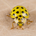 22-spot Ladybird - Photo (c) Nikolai Vladimirov, some rights reserved (CC BY-NC), uploaded by Nikolai Vladimirov