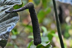 Anthurium salgarense