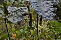 Anthurium salgarense