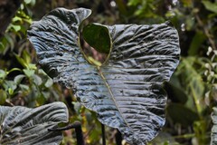 Anthurium salgarense