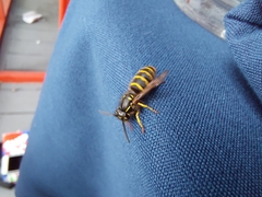 Vespula alascensis