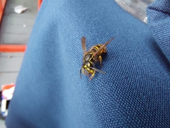 Vespula alascensis
