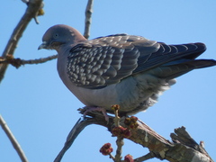 Patagioenas maculosa