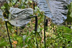 Anthurium salgarense