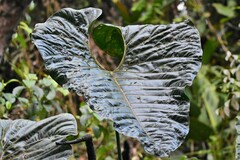 Anthurium salgarense