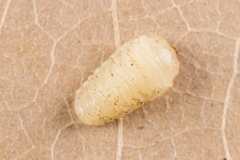 Scolytus