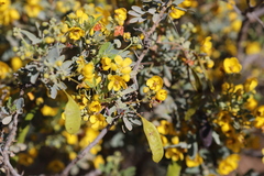 Senna artemisioides helmsii