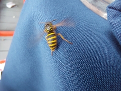 Vespula alascensis