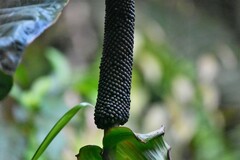 Anthurium salgarense