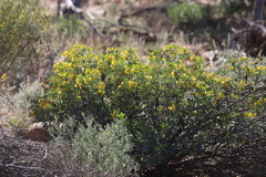 Senna artemisioides helmsii