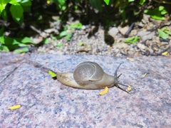 Megaustenia imperator