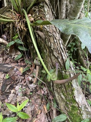 Anthurium schlechtendalii