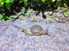 Megaustenia imperator