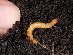 Tenebrionoidea