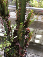 Euphorbia neriifolia