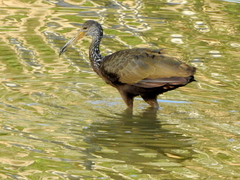 Aramus guarauna